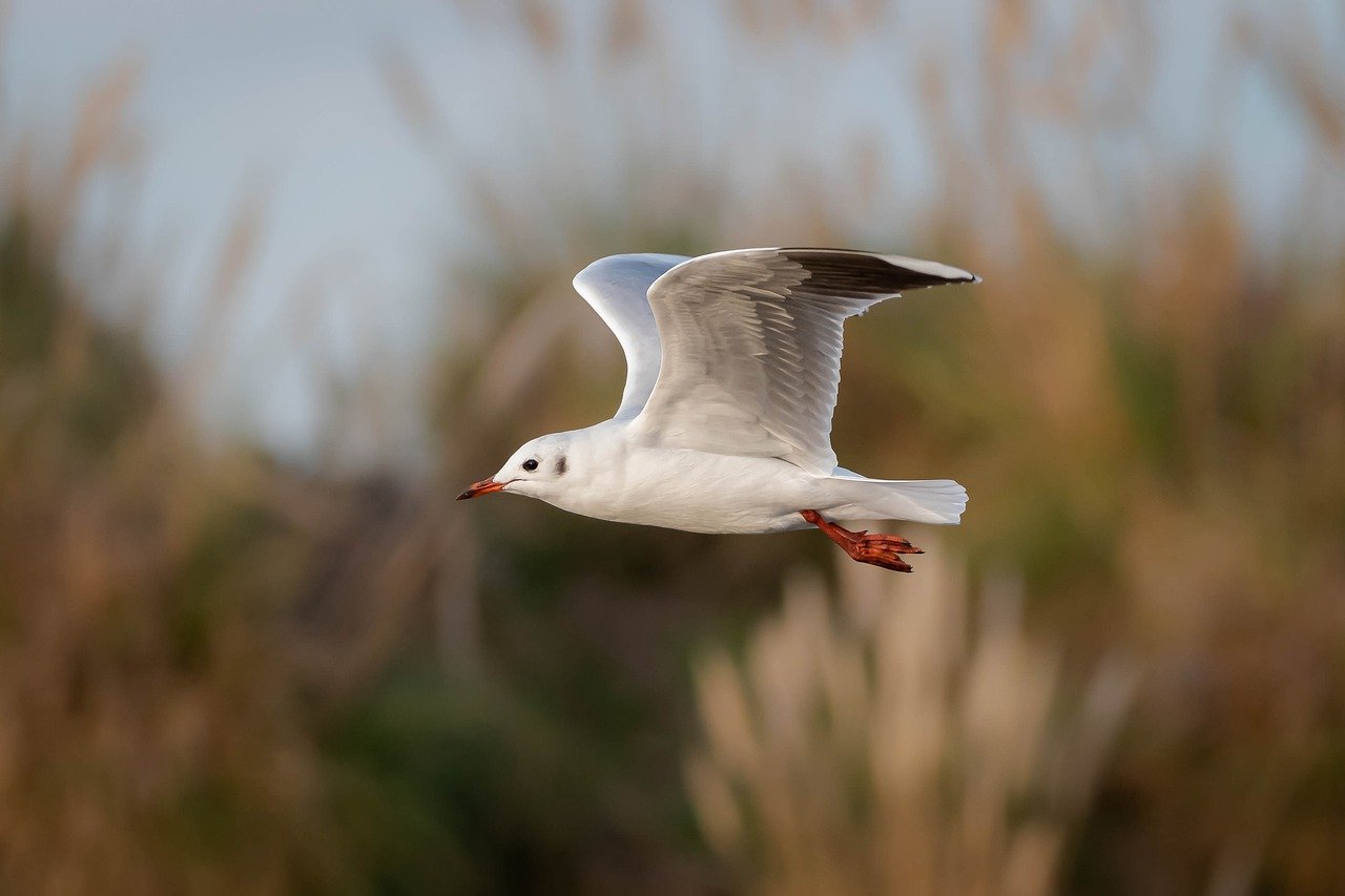 seagull, flying bird, pens